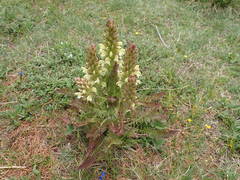 Pedicularis comosa