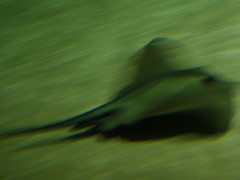 Myliobatidae