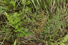 Cheilanthes quadripinnata