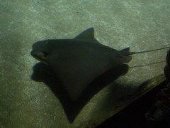 Myliobatidae