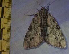 Catocala insolabilis