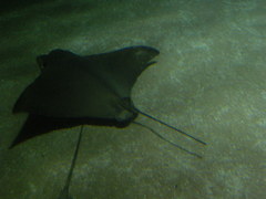 Myliobatidae