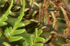 Cheilanthes quadripinnata