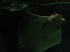 Myliobatidae