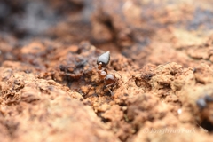 Crematogaster matsumurai