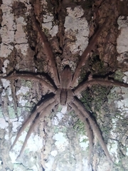 Cupiennius salei