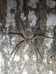 Cupiennius salei