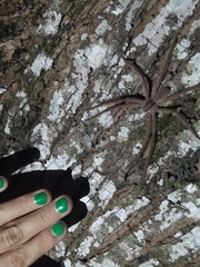 Cupiennius salei