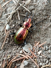 Carabus splendens