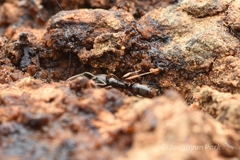 Brachyponera chinensis