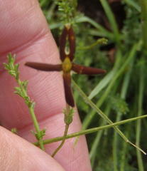 Jamesbrittenia atropurpurea