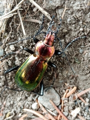 Carabus splendens