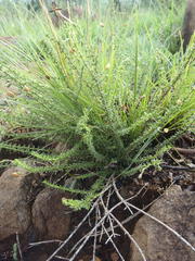 Jamesbrittenia atropurpurea