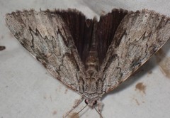 Catocala insolabilis