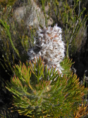 Serruria hirsuta