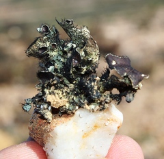 Xanthoparmelia hottentotta