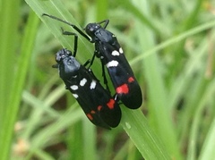 Callitettix versicolor