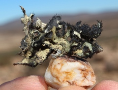 Xanthoparmelia hottentotta