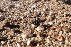 Xanthoparmelia hottentotta