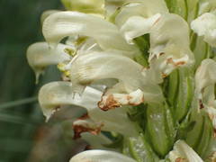 Pedicularis comosa