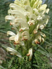 Pedicularis comosa