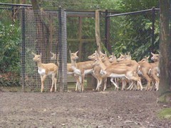 Antilope cervicapra