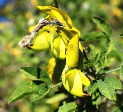 Crotalaria agatiflora