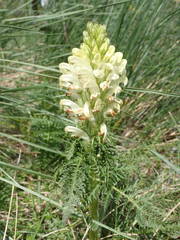 Pedicularis comosa