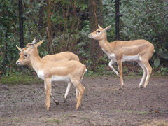 Antilope cervicapra