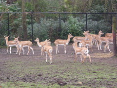 Antilope cervicapra