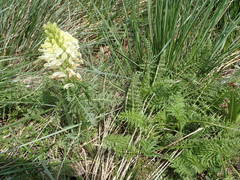 Pedicularis comosa