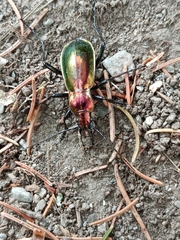 Carabus splendens
