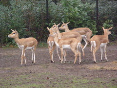 Antilope cervicapra