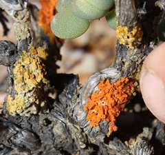 Dufourea hirsuta