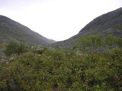 Betula pubescens pumila