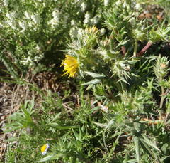 Berkheya pinnatifida stobaeoides