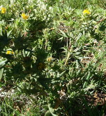 Berkheya pinnatifida stobaeoides