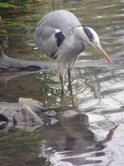 Ardea cinerea