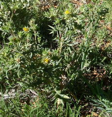 Berkheya pinnatifida stobaeoides
