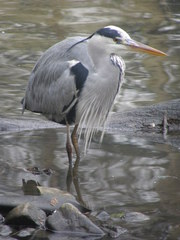 Ardea cinerea
