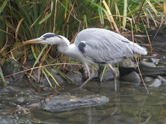 Ardea cinerea