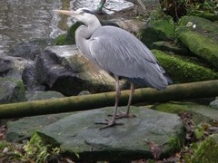Ardea cinerea