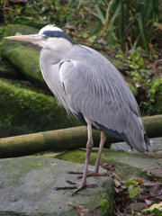 Ardea cinerea