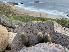 Echinocereus sciurus