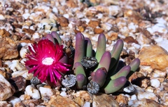 Argyroderma fissum
