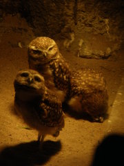 Athene cunicularia