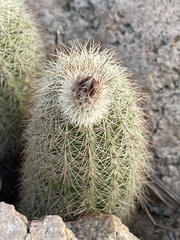 Echinocereus sciurus