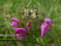 Pedicularis pyrenaica