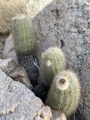 Echinocereus sciurus