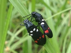 Callitettix versicolor